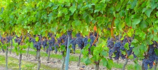Фото новости: "Виноделы Кубани оценили ущерб виноградникам после июльских ливней"