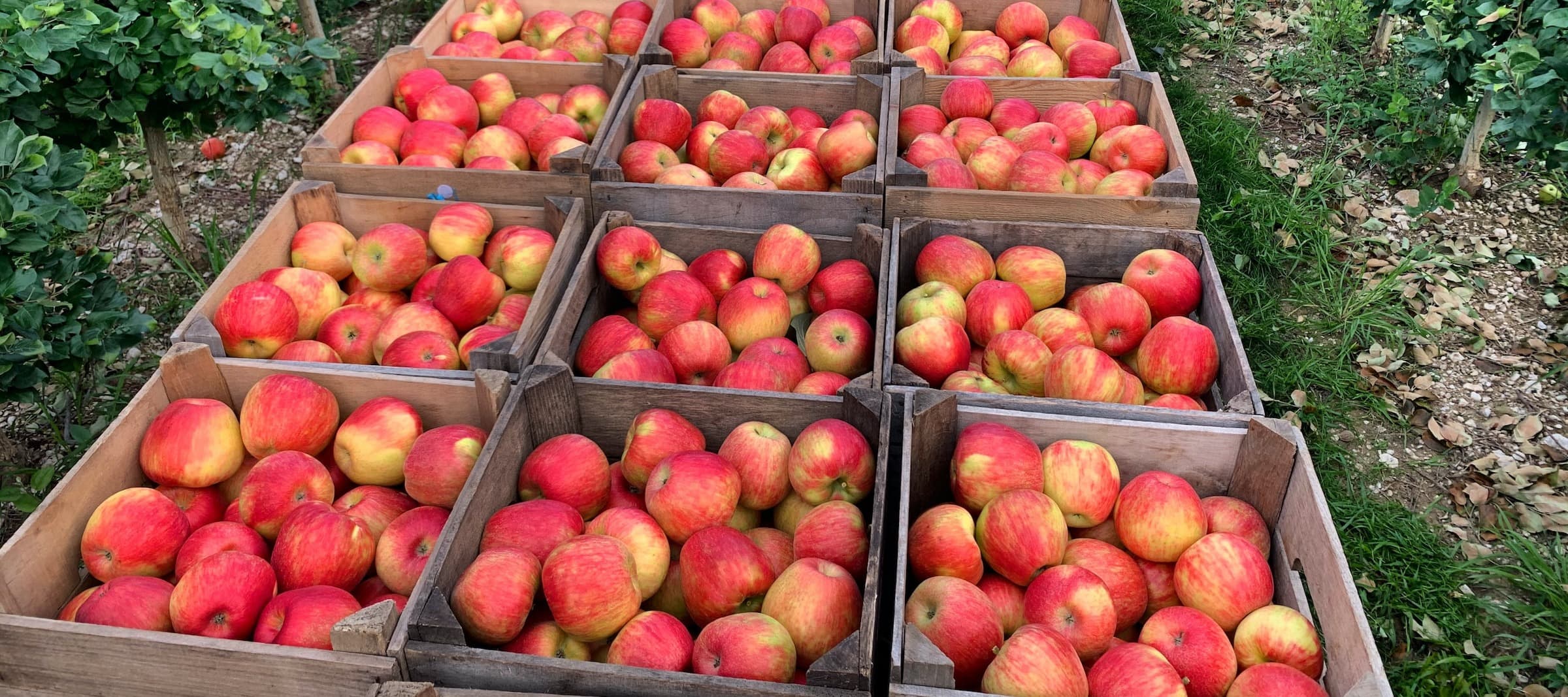 Фото новости: "Российские садоводы попросили ограничить ввоз яблок из Молдавии"