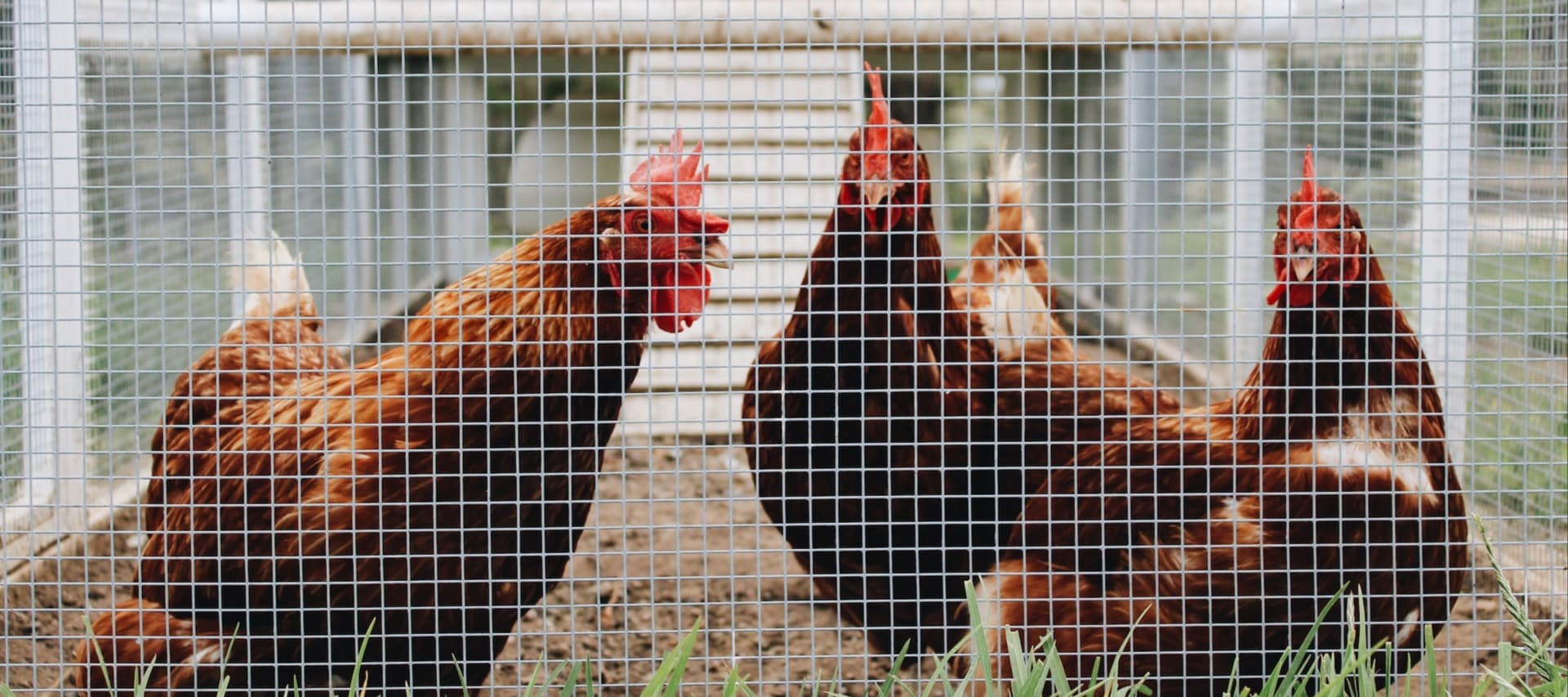 Фото новости: "Цены на курятину в России побили исторический рекорд"