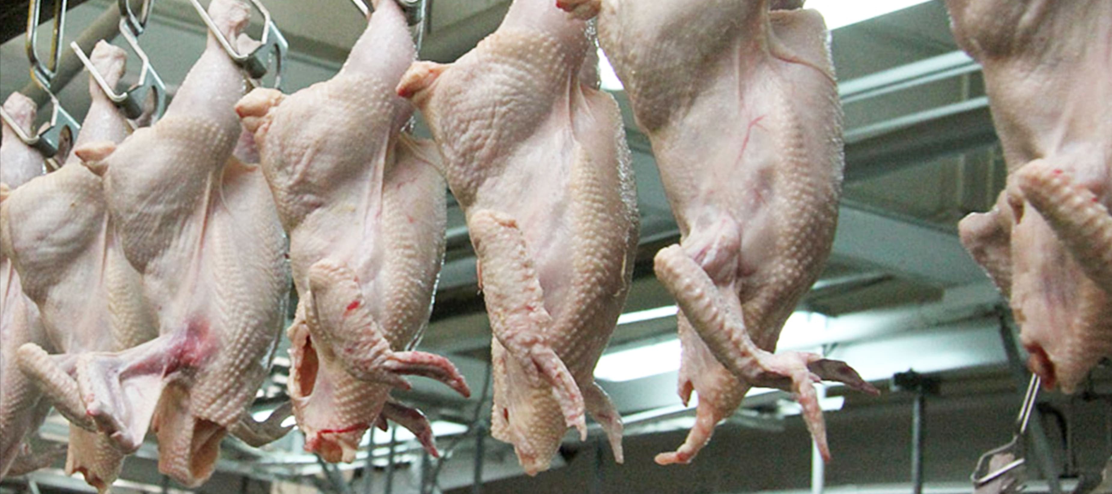 Фото новости: "Белоруссия ограничила поставки курицы в Россию"