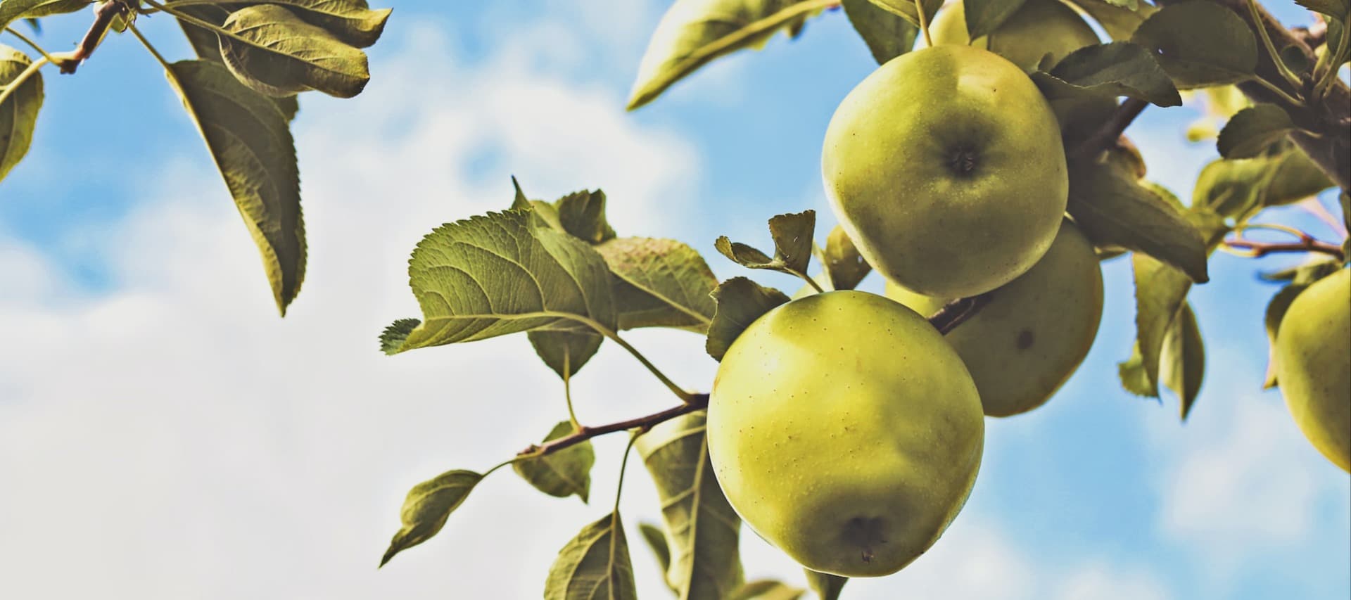 Фото новости: "Садоводы ждут снижения урожая яблок в центральных регионах"