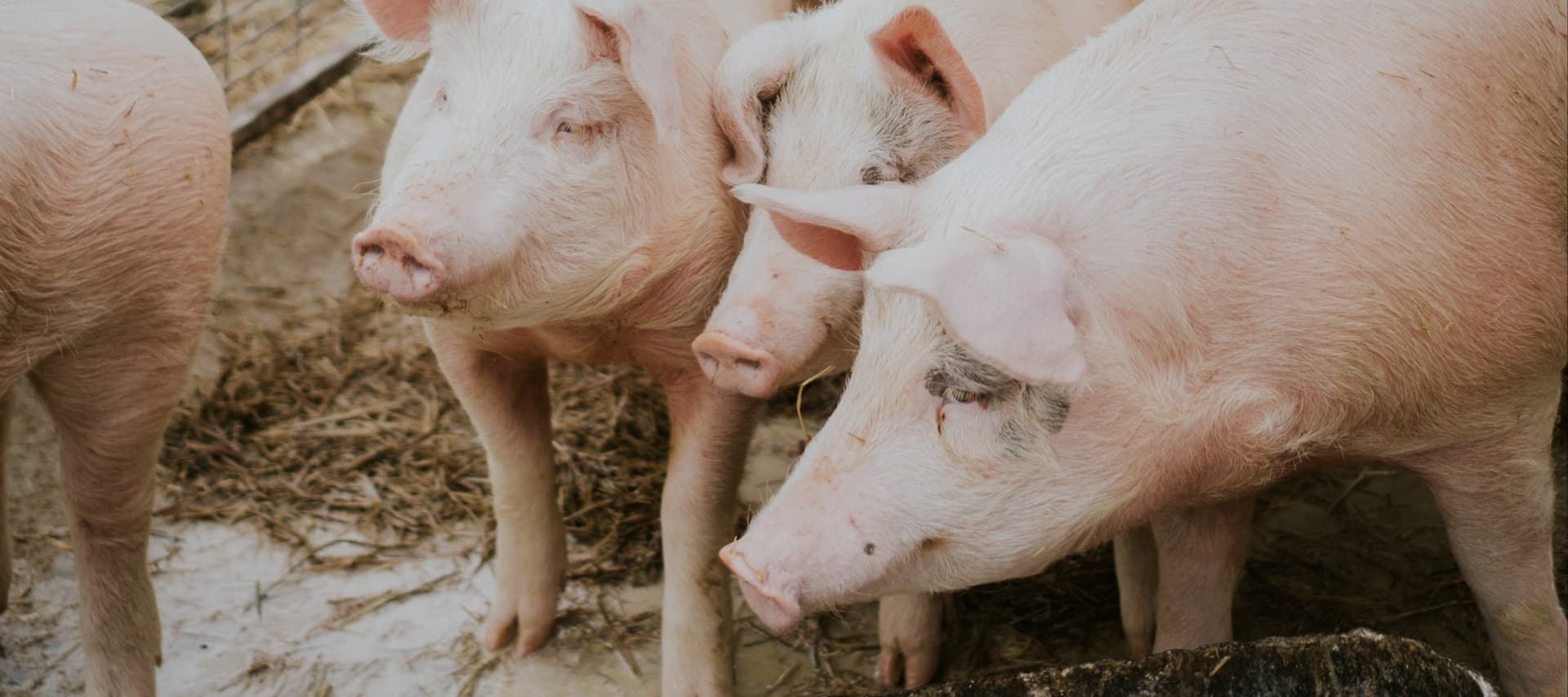 Фото новости: "На свиноферме «Агрокомплекса им. Ткачева» нашли очаг африканской чумы свиней"