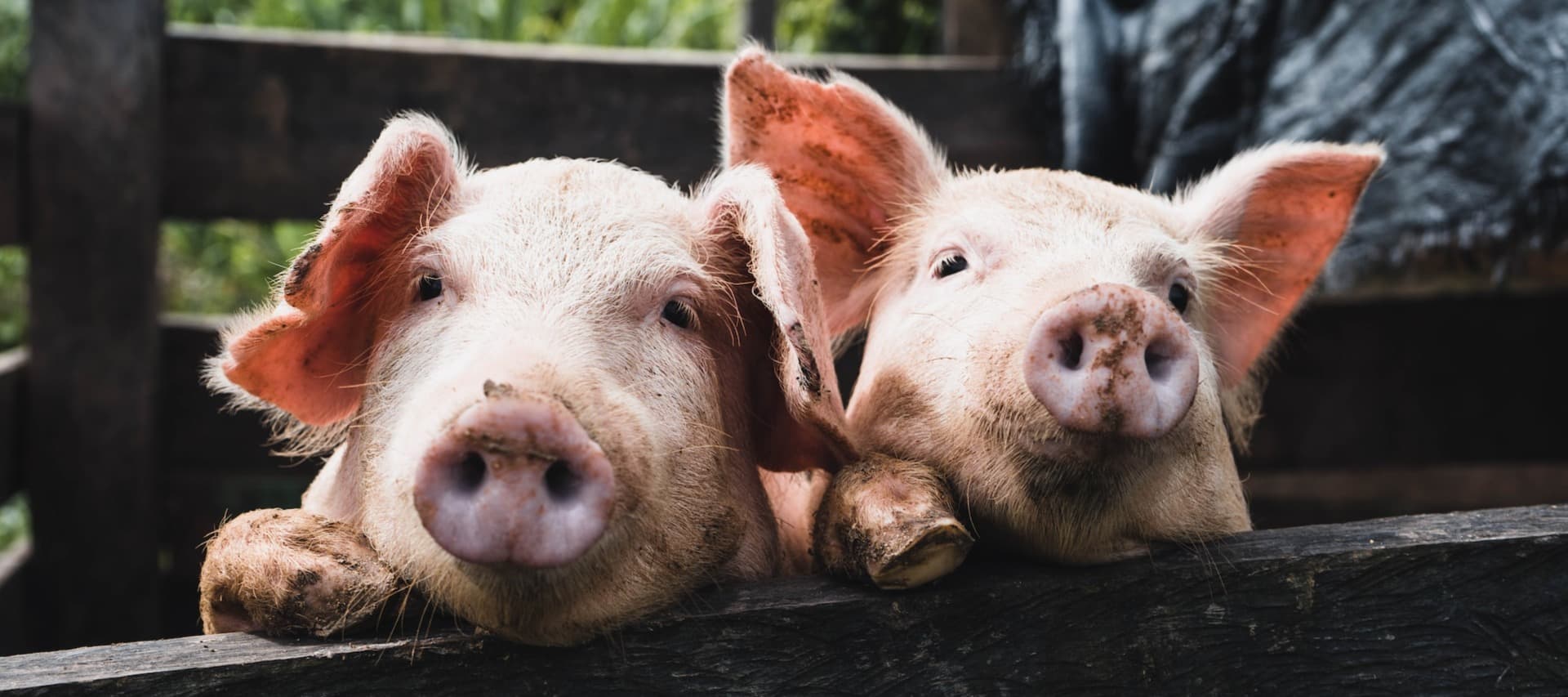 Фото новости: "Поголовье свиней в Германии сократилось до рекордно низкого уровня"