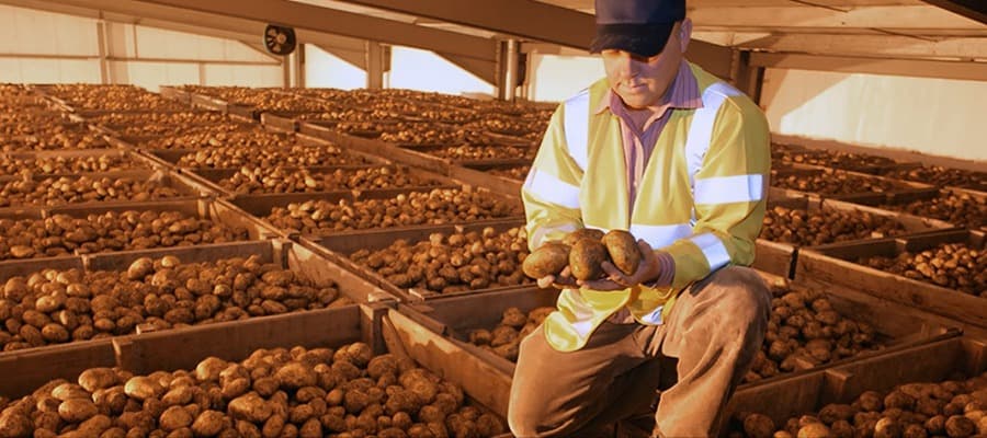 Фото новости: "Картофель нового урожая подешевел почти на 30% за месяц"