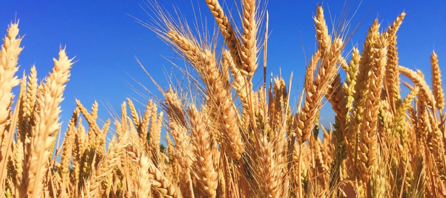 Фото новости: "Трейдеры в России снизили закупки зерна у фермеров"