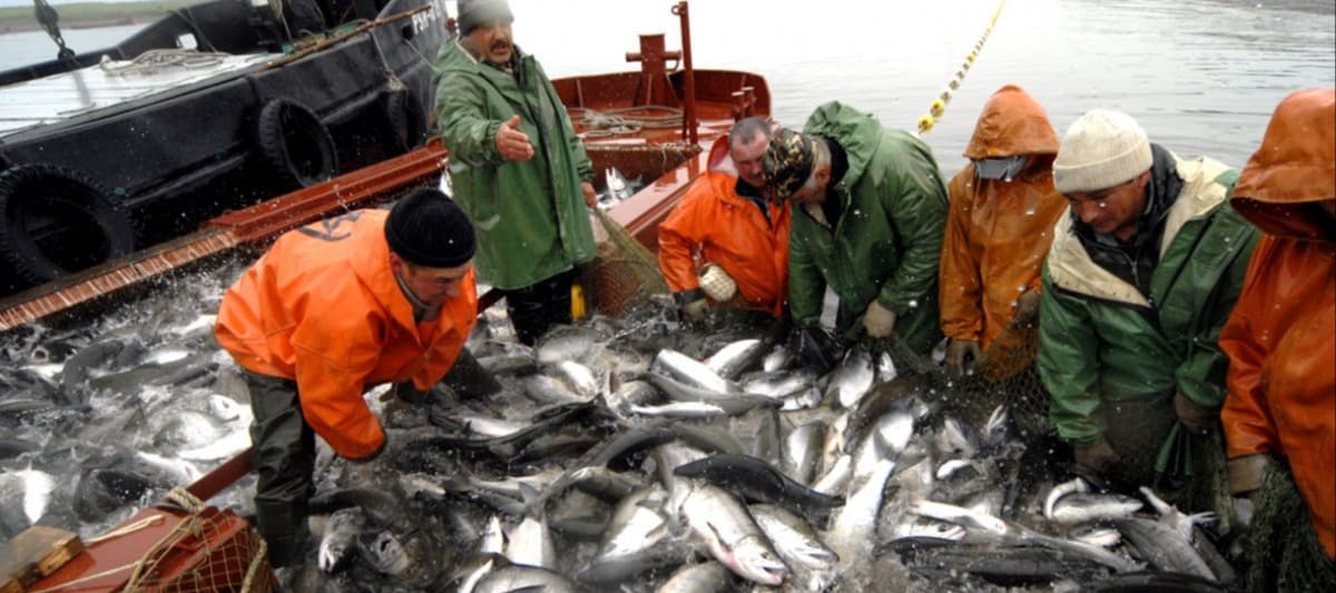 Фото новости: "В России начнут продавать рыбу на бирже"