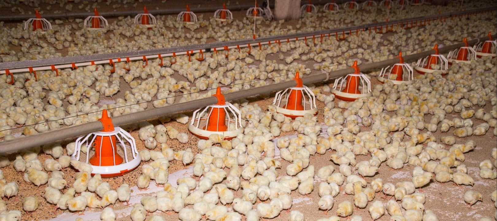 Фото новости: "ФАС потребовала обоснования цен у производителей курицы «Черкизово», ГАП «Ресурс» и «Приосколья»"