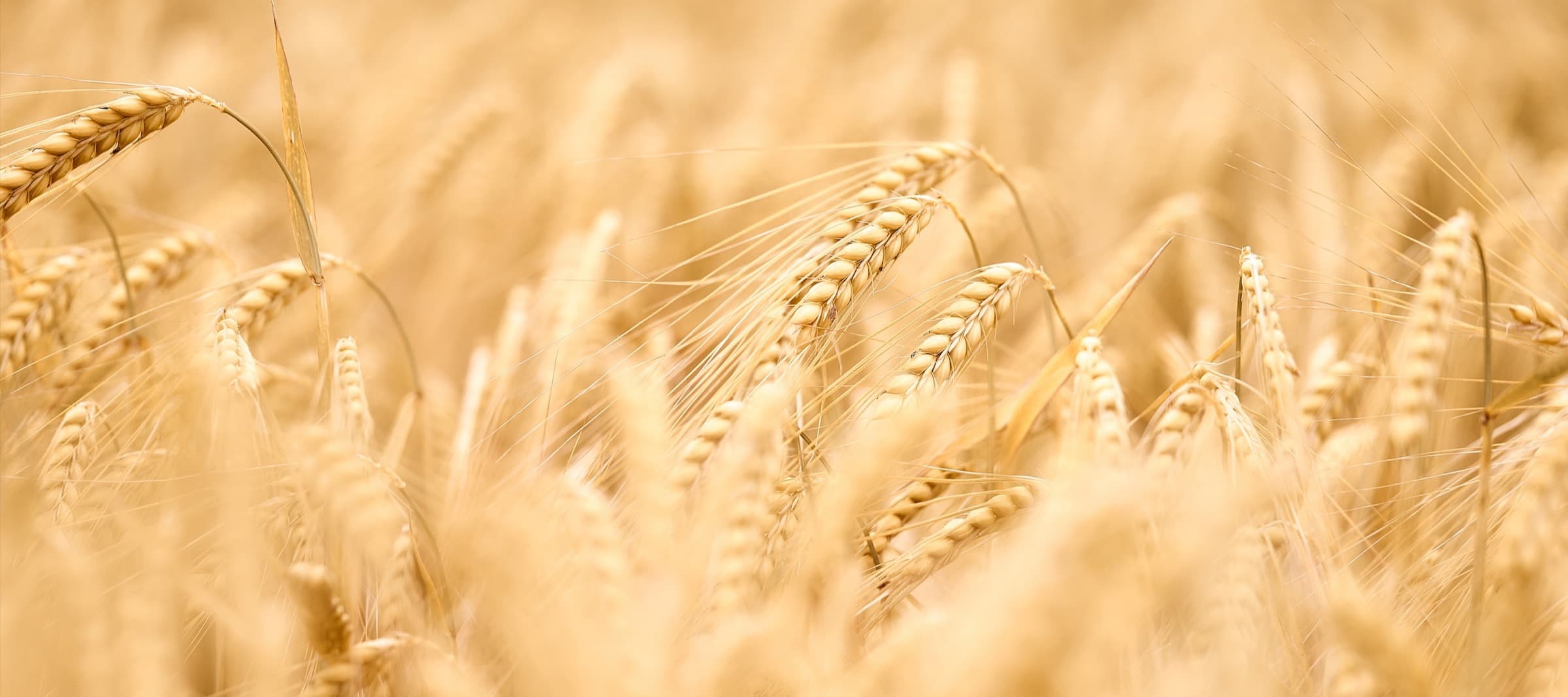 Фото новости: "Урожай зерна в России превысил годовой прогноз"
