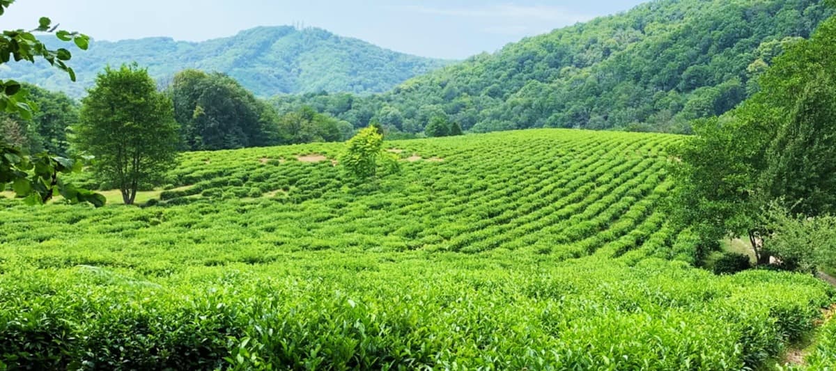 Фото новости: "В Сочи земли чайных плантаций изъяли в пользу Национального парка"