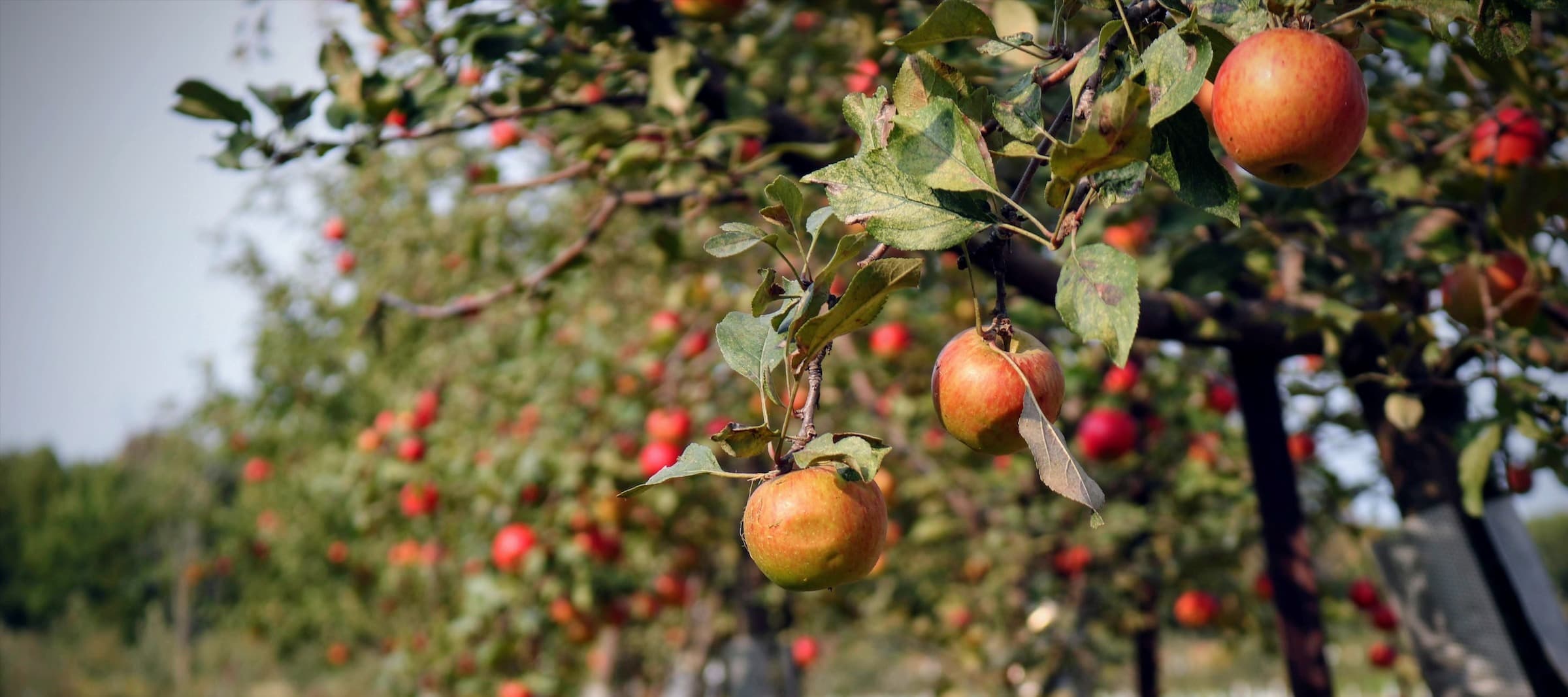 Фото новости: "Российские садоводы предложили запретить импорт плодовых саженцев"