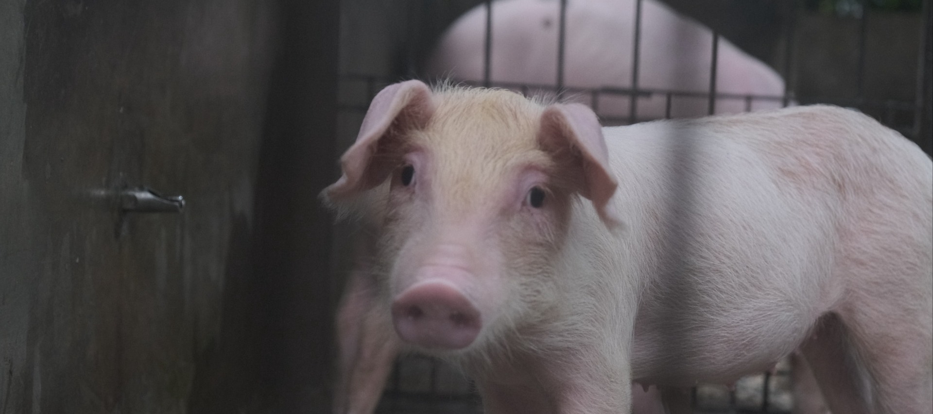 Фото новости: "Свиноводы предложили взять под контроль продажу живых свиней и мяса на маркетплейсах"