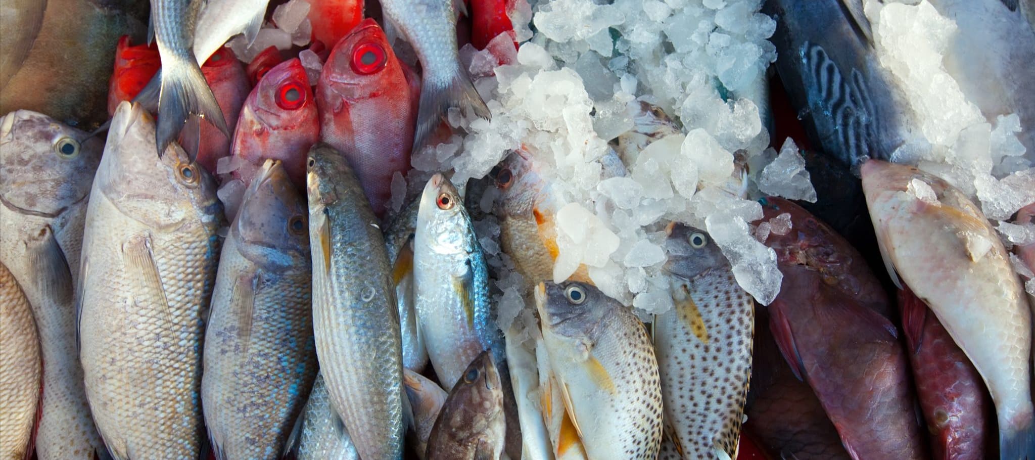 Фото новости: "Россия временно остановила импорт рыбы из Японии"