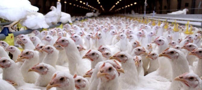 Фото новости: "ФАС: Крупнейшие производители курицы начали снижать цены"