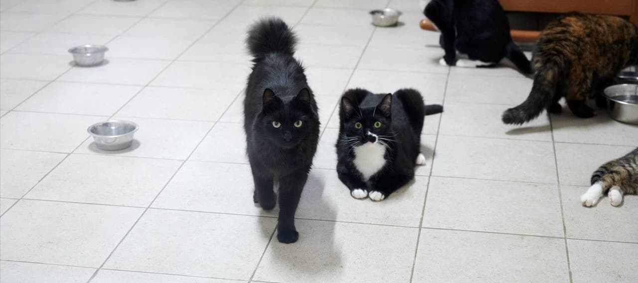 Фото новости: "В Подмосковье наняли собак и кошек для дегустации кормов"